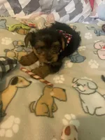 Tiny Tim jr., a male Yorkshire Terrier for sale in Waynesboro, TN – Photo 2 of 9