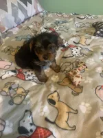Tiny Tim jr., a male Yorkshire Terrier for sale in Waynesboro, TN – Photo 9 of 9