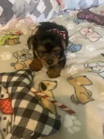 Tiny Tim jr., a male Yorkshire Terrier for sale in Waynesboro, TN – Photo 5 of 9