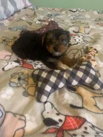 Tiny Tim jr., a male Yorkshire Terrier for sale in Waynesboro, TN – Photo 7 of 9