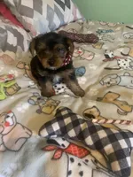 Tiny Tim jr., a male Yorkshire Terrier for sale in Waynesboro, TN – Photo 6 of 9