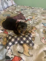 Tiny Tim jr., a male Yorkshire Terrier for sale in Waynesboro, TN – Photo 8 of 9