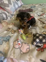 Tiny Tim 2, a male Yorkshire Terrier for sale in Waynesboro, TN – Photo 1 of 10