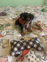 Tiny Tim 2, a male Yorkshire Terrier for sale in Waynesboro, TN – Photo 9 of 10