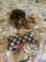 Tiny Tim 2, a male Yorkshire Terrier for sale in Waynesboro, TN – Photo 4 of 10