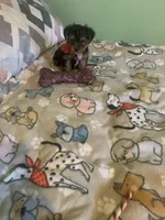 Tiny Tim 2, a male Yorkshire Terrier for sale in Waynesboro, TN – Photo 2 of 10