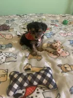 Tiny Tim 2, a male Yorkshire Terrier for sale in Waynesboro, TN – Photo 5 of 10