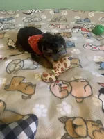 Tiny Tim 2, a male Yorkshire Terrier for sale in Waynesboro, TN – Photo 10 of 10