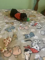 Tiny Tim 2, a male Yorkshire Terrier for sale in Waynesboro, TN – Photo 6 of 10