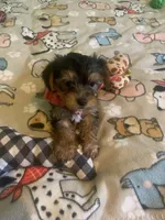 Tiny Tim 2, a male Yorkshire Terrier for sale in Waynesboro, TN – Photo 7 of 10