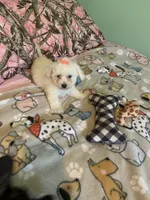 Lulu, a female Bichon Frise for sale in Waynesboro, TN – 7 of 10