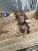 Max jr., a male Yorkshire Terrier for sale in Waynesboro, TN – 8 of 10