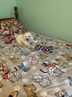Bam Bam, a male Bichon Frise for sale in Waynesboro, TN – 9 of 10