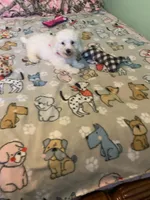 Bam Bam, a male Bichon Frise for sale in Waynesboro, TN – 6 of 10