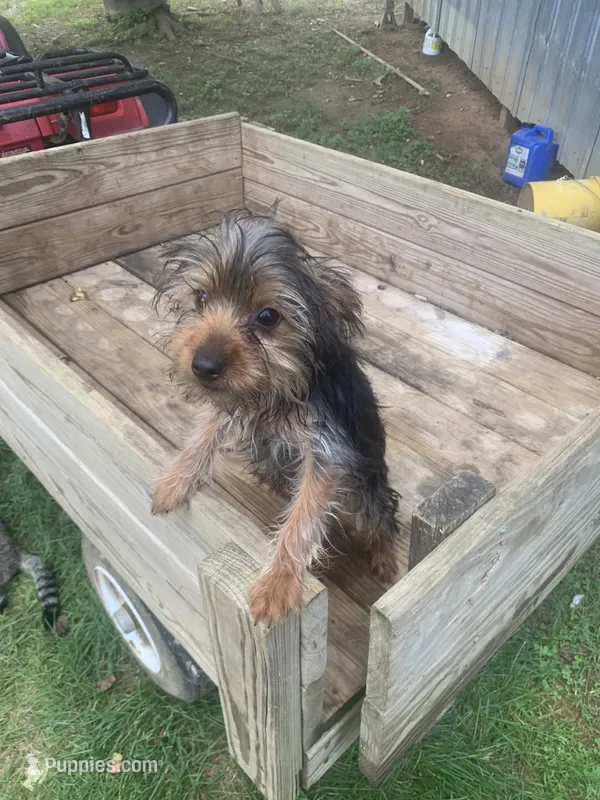 Max jr. – Yorkshire Terrier puppy for sale in Waynesboro, TN