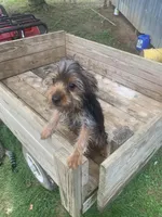 Max jr., a male Yorkshire Terrier for sale in Waynesboro, TN – 1 of 10