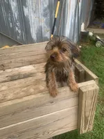 Max jr., a male Yorkshire Terrier for sale in Waynesboro, TN – 4 of 10
