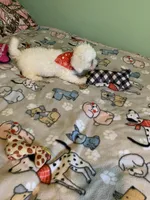 Bam Bam, a male Bichon Frise for sale in Waynesboro, TN – 7 of 10