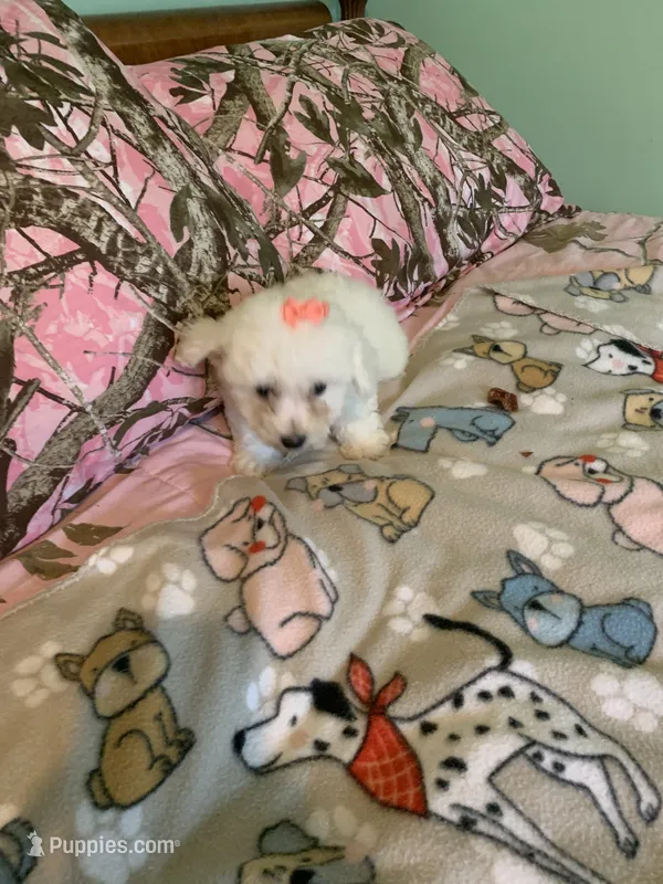 Lulu – Bichon Frise puppy for sale in Waynesboro, TN