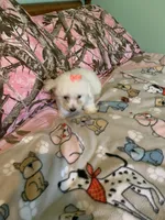 Lulu, a female Bichon Frise for sale in Waynesboro, TN – 1 of 10