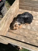 Sweet Pea, a male Yorkshire Terrier for sale in Waynesboro, TN – 4 of 4