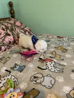 Bam Bam jr., a male Bichon Frise for sale in Waynesboro, TN – 8 of 10