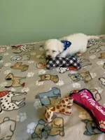 Bam Bam jr., a male Bichon Frise for sale in Waynesboro, TN – 9 of 10