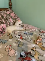 Lulu, a female Bichon Frise for sale in Waynesboro, TN – 5 of 10
