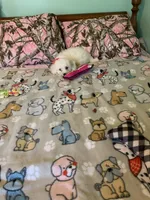 Bam Bam, a male Bichon Frise for sale in Waynesboro, TN – 3 of 10