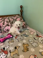 Bam Bam, a male Bichon Frise for sale in Waynesboro, TN – 2 of 10