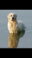 Creek, a male English Cream Golden Retriever for sale in Dunnellon, FL – 2 of 3