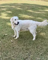 Spice, a female English Cream Golden Retriever for sale in Asheville, NC – 3 of 4