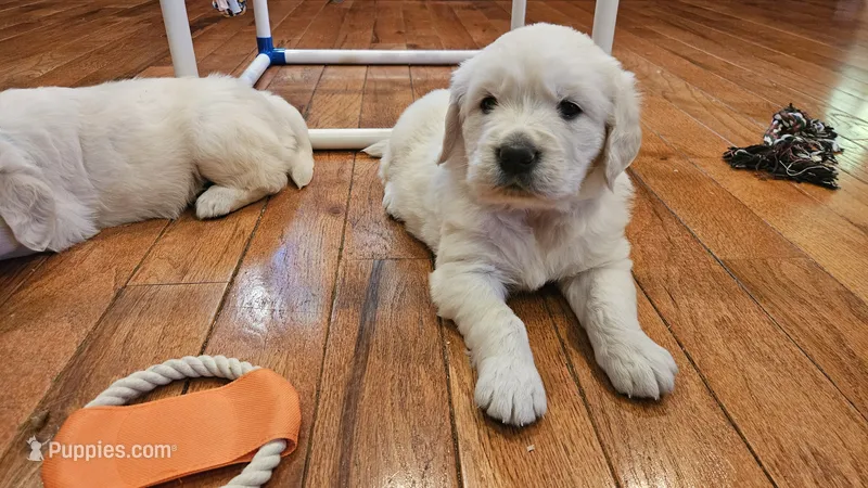 Pumpkin – English Cream Golden Retriever puppy for sale in Dunnellon, FL