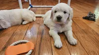 Pumpkin, a female English Cream Golden Retriever for sale in Asheville, NC – 1 of 9