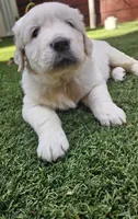 Winston, a male English Cream Golden Retriever for sale in Charlotte, NC – 4 of 6