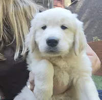 Pumpkin, a female English Cream Golden Retriever for sale in Greenville, SC – 10 of 10