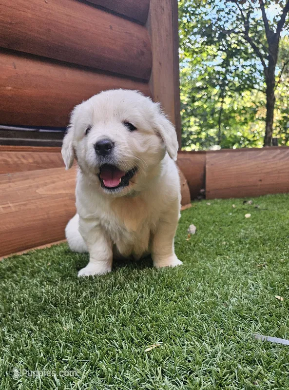 Spice – English Cream Golden Retriever puppy for sale in Asheville, NC