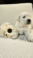 Pumpkin, a female English Cream Golden Retriever for sale in Asheville, NC – 3 of 9