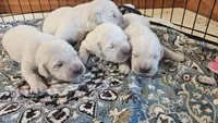 Sterling , a female English Cream Golden Retriever for sale in Dunnellon, FL – 3 of 7