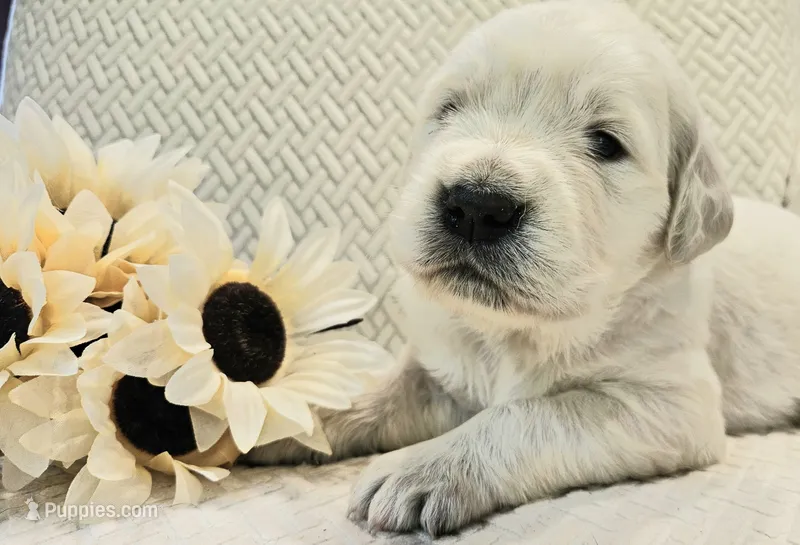Pumpkin – English Cream Golden Retriever puppy for sale in Dunnellon, FL