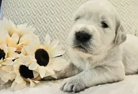 Pumpkin, a female English Cream Golden Retriever for sale in Asheville, NC – 2 of 9