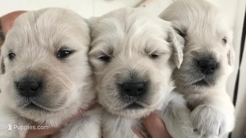 Creek – English Cream Golden Retriever puppy for sale in Dunnellon, FL