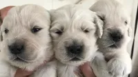 Creek, a male English Cream Golden Retriever for sale in Dunnellon, FL – 1 of 3