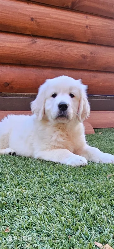 Rhett – English Cream Golden Retriever puppy for sale in Greenville, SC
