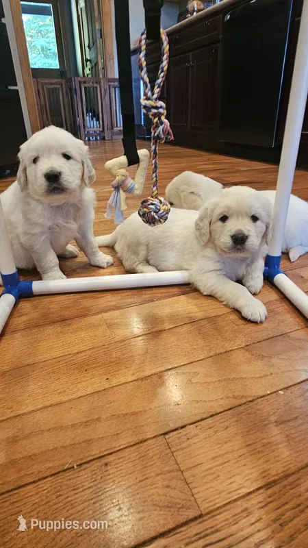 Brentwood – English Cream Golden Retriever puppy for sale in Dunnellon, FL