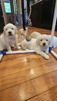 Brentwood, a male English Cream Golden Retriever for sale in Asheville, NC – 1 of 7
