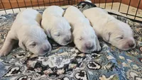 Sterling , a female English Cream Golden Retriever for sale in Dunnellon, FL – 6 of 7