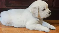 Brentwood, a male English Cream Golden Retriever for sale in Asheville, NC – 3 of 7