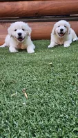 Brentwood, a male English Cream Golden Retriever for sale in Greenville, SC – 2 of 10