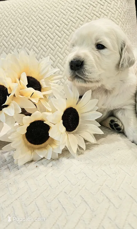 Brentwood – English Cream Golden Retriever puppy for sale in Dunnellon, FL